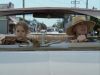 Pictures_of_Hollis_Woods__DVD_Screencaps_BJ_00238.jpg